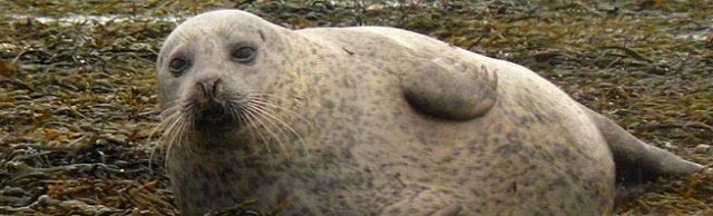  ¡La fauna que puede ver! 